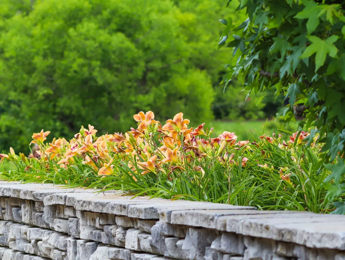 Flower bed planted inside a capped block retaining wall